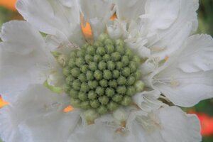 Scabiosa cauc. 'Alba' geen maat specificatie 0,55L/P9cm