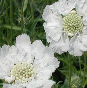 Scabiosa cauc. 'Alba' geen maat specificatie 0,55L/P9cm - afbeelding 2
