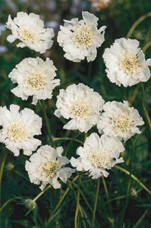 Scabiosa cauc. 'Alba' geen maat specificatie 0,55L/P9cm - afbeelding 3