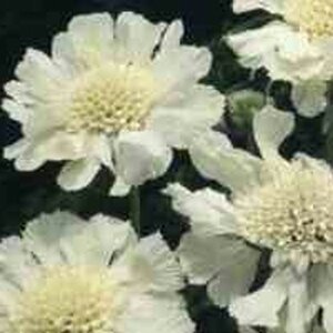 Scabiosa cauc. 'Alba' geen maat specificatie 0,55L/P9cm - afbeelding 3