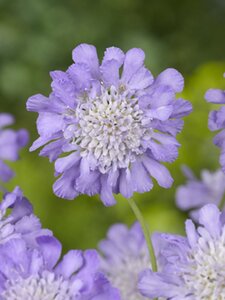 Scabiosa col. 'Butterfly Blue' geen maat specificatie 0,55L/P9cm - afbeelding 5