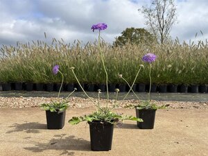 Scabiosa col. 'Butterfly Blue' geen maat specificatie 0,55L/P9cm - afbeelding 5