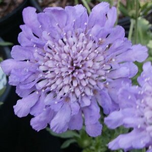 Scabiosa col. 'Butterfly Blue' geen maat specificatie 0,55L/P9cm - afbeelding 6