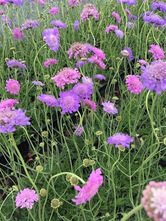 Scabiosa col. 'Butterfly Blue' geen maat specificatie 0,55L/P9cm - afbeelding 4