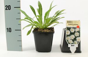 Scabiosa cauc. 'Perfecta Alba' geen maat specificatie 0,55L/P9cm