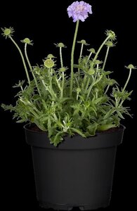 Scabiosa cauc. 'Perfecta' geen maat specificatie 0,55L/P9cm