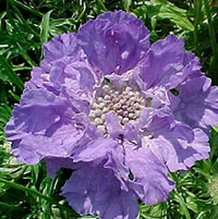 Scabiosa cauc. 'Perfecta' geen maat specificatie 0,55L/P9cm - afbeelding 4