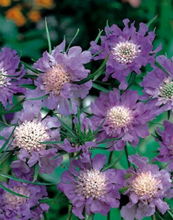 Scabiosa cauc. 'Perfecta' geen maat specificatie 0,55L/P9cm - afbeelding 5