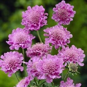 Scabiosa col. 'Pink Mist' geen maat specificatie 0,55L/P9cm - afbeelding 2