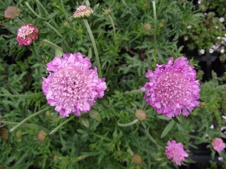 Scabiosa col. 'Pink Mist' geen maat specificatie 0,55L/P9cm - afbeelding 3