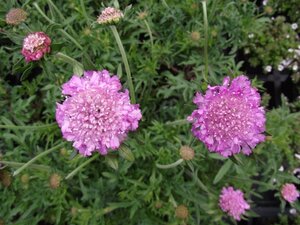 Scabiosa col. 'Pink Mist' geen maat specificatie 0,55L/P9cm - afbeelding 3