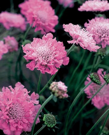 Scabiosa col. 'Pink Mist' geen maat specificatie 0,55L/P9cm - afbeelding 4