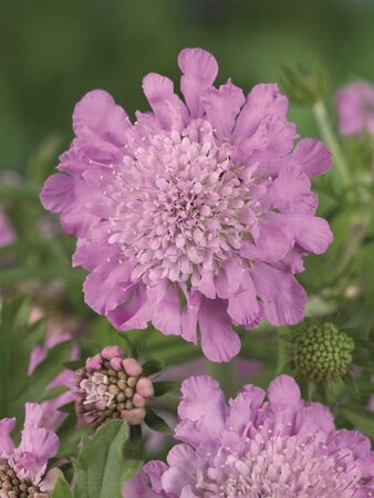Scabiosa col. 'Pink Mist' geen maat specificatie 0,55L/P9cm - afbeelding 5