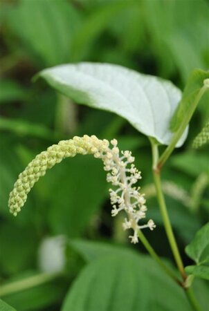 Saururus cernuus geen maat specificatie 0,55L/P9cm - afbeelding 1