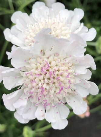 Scabiosa Kudo White geen maat specificatie 0,55L/P9cm