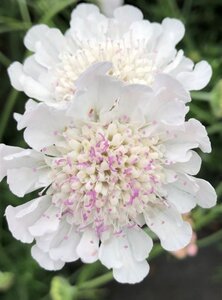 Scabiosa Kudo White geen maat specificatie 0,55L/P9cm