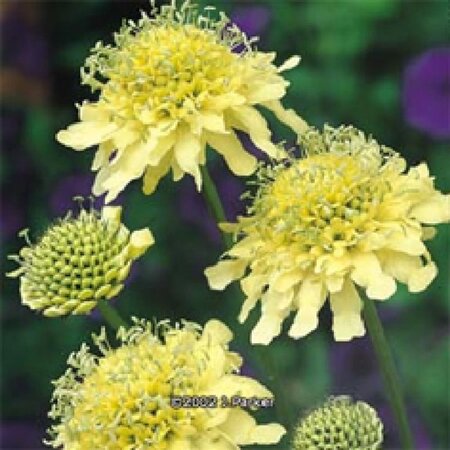 Scabiosa ochroleuca geen maat specificatie 0,55L/P9cm