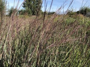 Schizachyrium sc. 'Blue Heaven' geen maat specificatie 0,55L/P9cm - afbeelding 5