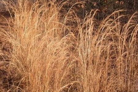 Schizachyrium scoparium = Andropogon geen maat specificatie 0,55L/P9cm - afbeelding 1