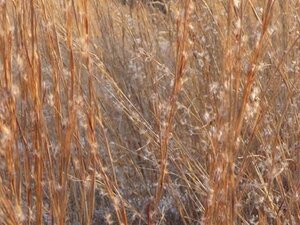 Schizachyrium scoparium = Andropogon geen maat specificatie 0,55L/P9cm - afbeelding 2