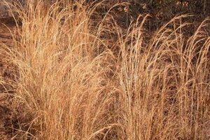 Schizachyrium scoparium = Andropogon geen maat specificatie 0,55L/P9cm