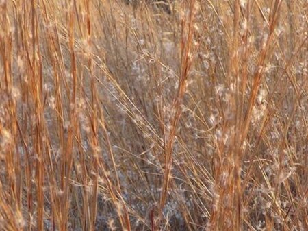 Schizachyrium scoparium = Andropogon geen maat specificatie 0,55L/P9cm - image 2