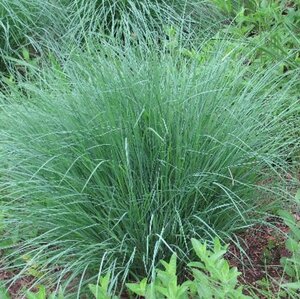 Schizachyrium scoparium = Andropogon geen maat specificatie 0,55L/P9cm - image 3