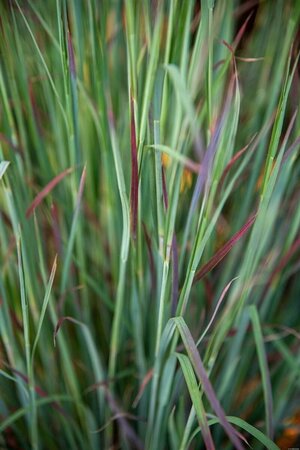 Schizachyrium sc. 'St.Ovation' geen maat specificatie 0,55L/P9cm - afbeelding 2