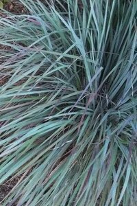 Schizachyrium sc. 'St.Ovation' geen maat specificatie 0,55L/P9cm