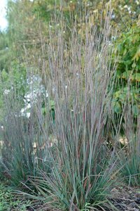 Schizachyrium sc. 'St.Ovation' geen maat specificatie 0,55L/P9cm - image 3