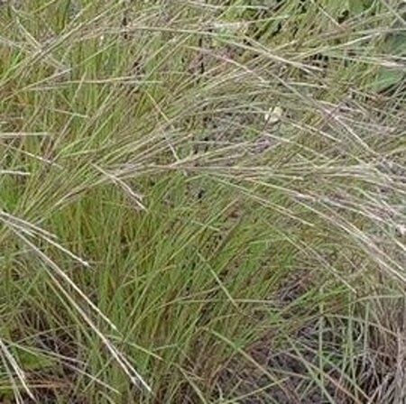 Schizachyrium sc. 'Wild West' geen maat specificatie 0,55L/P9cm - afbeelding 2