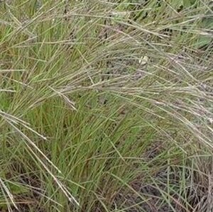 Schizachyrium sc. 'Wild West' geen maat specificatie 0,55L/P9cm - afbeelding 2