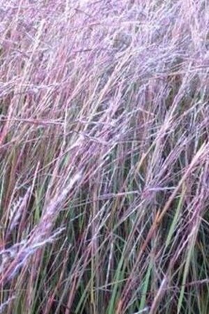 Schizachyrium sc. 'Wild West' geen maat specificatie 0,55L/P9cm - image 1