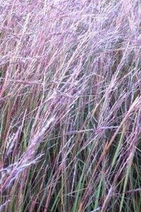Schizachyrium sc. 'Wild West' geen maat specificatie 0,55L/P9cm