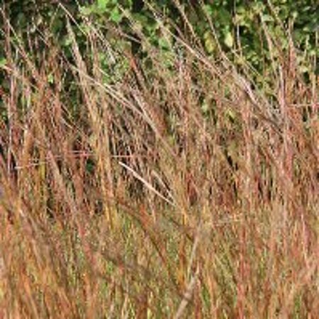 Schizachyrium sc. 'Wild West' geen maat specificatie 0,55L/P9cm - image 3