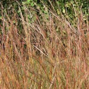 Schizachyrium sc. 'Wild West' geen maat specificatie 0,55L/P9cm - image 3