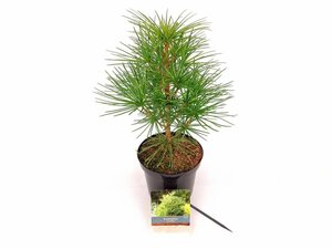 Sciadopitys verticillata 30-40 cm cont. 3,0L