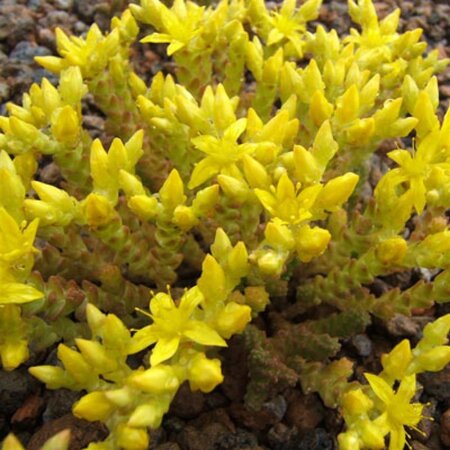 Sedum acre 'Aureum' geen maat specificatie 0,55L/P9cm