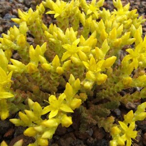 Sedum acre 'Aureum' geen maat specificatie 0,55L/P9cm