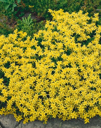 Sedum acre geen maat specificatie 0,55L/P9cm - afbeelding 4