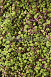 Sedum album geen maat specificatie 0,55L/P9cm - afbeelding 3