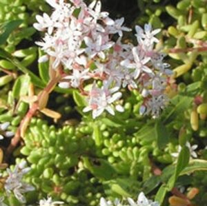 Sedum album geen maat specificatie 0,55L/P9cm - afbeelding 4
