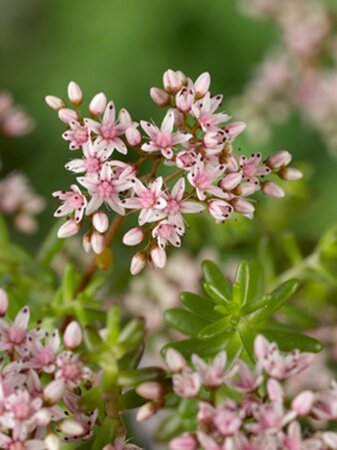 Sedum album 'Murale' geen maat specificatie 0,55L/P9cm - afbeelding 2