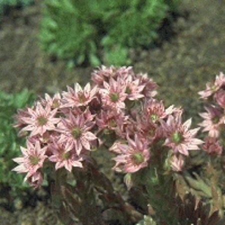 Sempervivum arachnoideum geen maat specificatie 0,55L/P9cm
