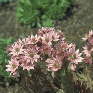 Sempervivum arachnoideum geen maat specificatie 0,55L/P9cm
