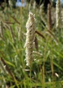 Sesleria argentea geen maat specificatie 0,55L/P9cm - afbeelding 2