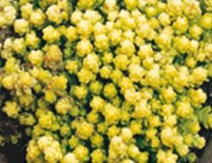 Sedum acre 'Yellow Queen' geen maat specificatie 0,55L/P9cm - afbeelding 2