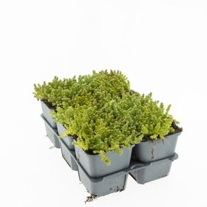 Sedum acre 'Yellow Queen' geen maat specificatie 0,55L/P9cm - afbeelding 2