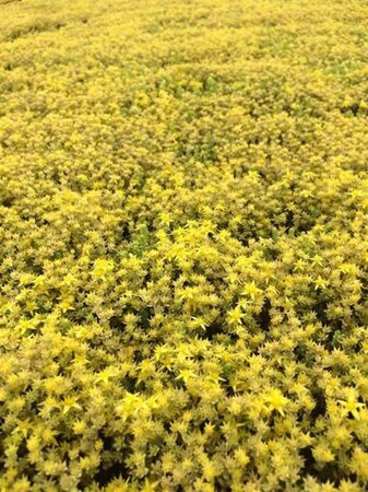 Sedum acre 'Yellow Queen' geen maat specificatie 0,55L/P9cm - afbeelding 2