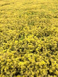 Sedum acre 'Yellow Queen' geen maat specificatie 0,55L/P9cm - afbeelding 2